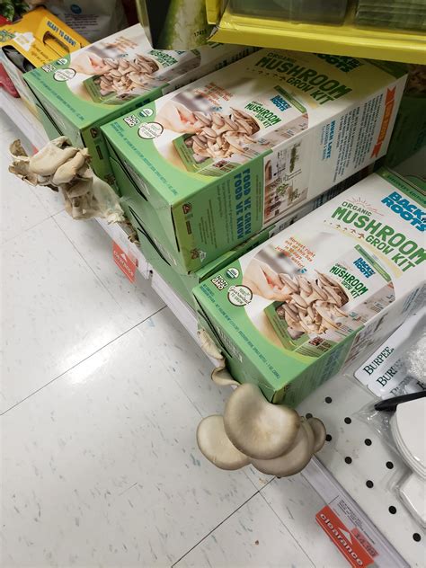 4238 best Foraging images on Pholder | Foraging, Mycology and Awwducational