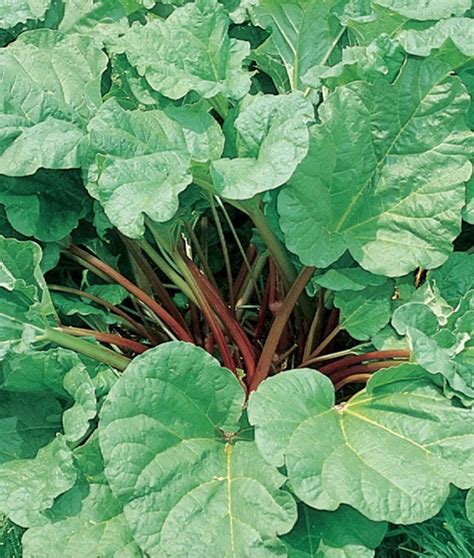 Victoria Rhubarb Crown Super Healthy Ready To Plant Shipped