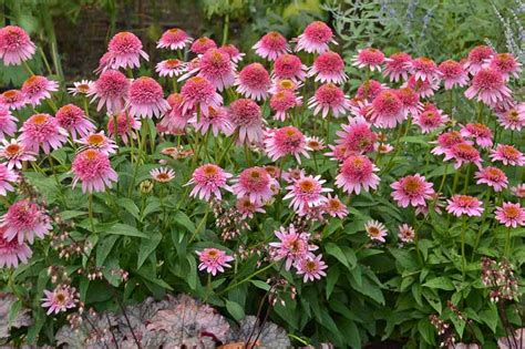 Echinacea Purpurea Butterfly Kisses Coneflower