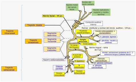 Ramas Del Nervio Facial Images Photos Mungfali