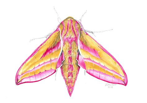 Elephant Hawk Moth, Moth Print, Moth Artwork, Moth Painting, Insect