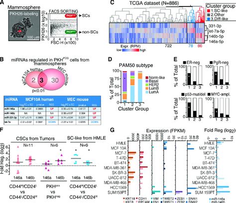 Sc Specific Mirnas And Mir 146 Expression In Scs And Cscs A Scs Pkh