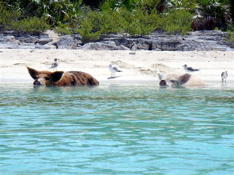 Cayo Big Major Visita La Isla De Los Cerdos En Bahamas Turismo Cuatro