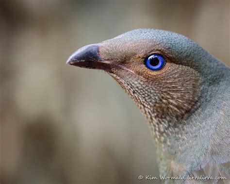 Satin Bowerbird and bower « lirralirra