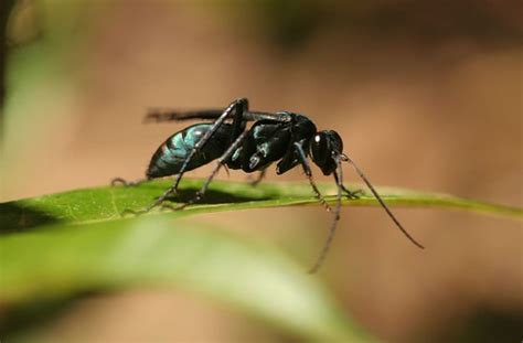 Metallic Blue Black Wasp Ben Morris Flickr