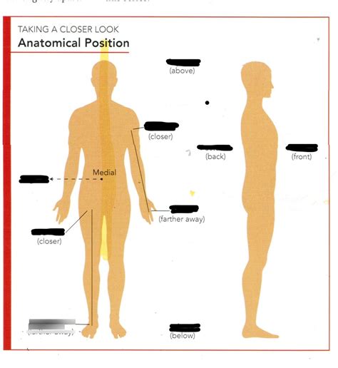 Anatomical Position Diagram | Quizlet