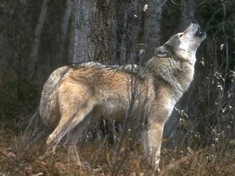 Survey Finds Growing Tolerance Among Montanans For Wolves Blackfoot