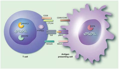 The Potential Role For Infections In The Pathogenesis Of Autoimmune Addison’s Disease Hellesen