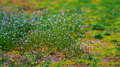 Types of Weeds in Lawn | Common Creeping Yard Weeds