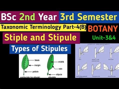 Stipule/Stiple/Types of Stipule/Plant Taxonomy Terminology/BSc 2nd year ...