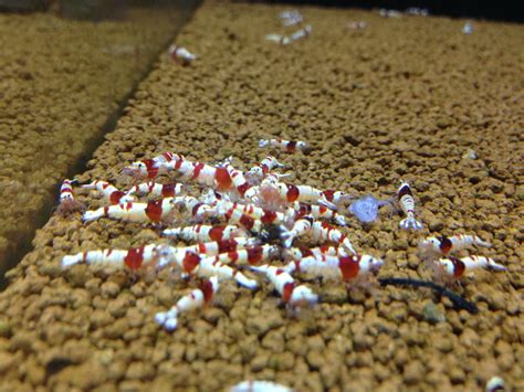 Crystal Red Shrimp: Keeping and Breeding Crystal Red Shrimp