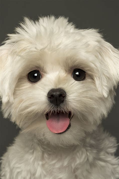 Close Up Of A Maltese Puppy Panting Looking At The Camera Isolated On