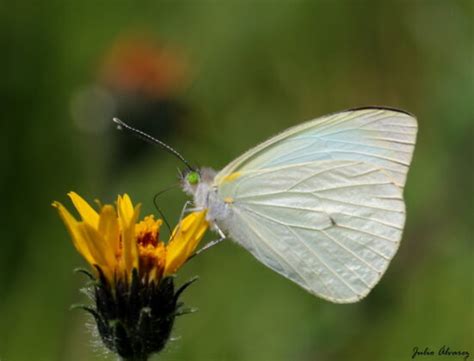 Qué significa una mariposa blanca pequeña