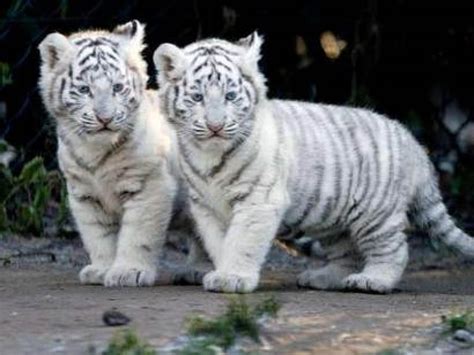 Baby White Tiger wallpaper | 1600x1200 | #11537