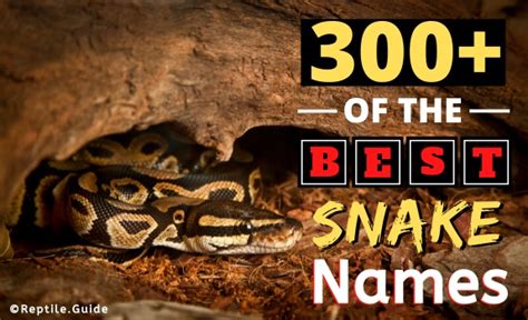 300+ Cool and Funny Snake Names for Every Kind of Pet Snake