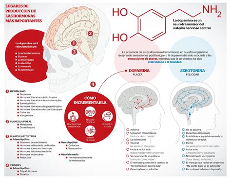 Receptores De La Dopamina En El Sistema Nervioso Todo Lo Que Debes Saber