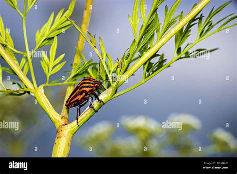 An Europea Striped Shield Bug Stock Photo Alamy