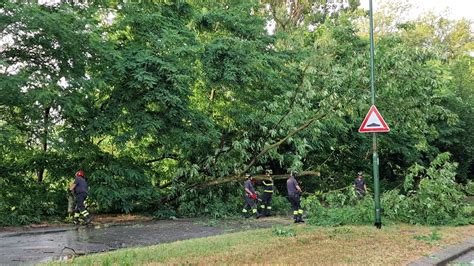 Temporale E Grandine Diversi Alberi Pericolanti E Caduti Cremonaoggi