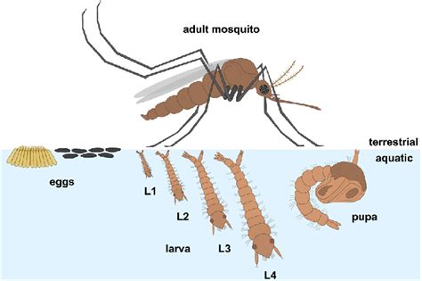 Mosquito life stages. Life cycle of the mosquito from eggs, through the ...