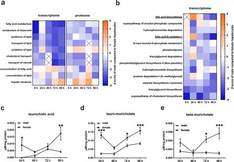 Alteration In Sex Specific Hepatic Lipid Metabolism During Cell