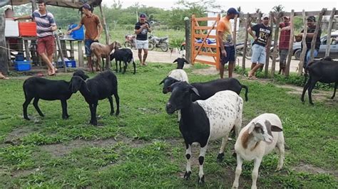 FEIRA DE CAPRINOS E OVINOS EM ALTINHO PE 08 04 2023 Nordeste YouTube