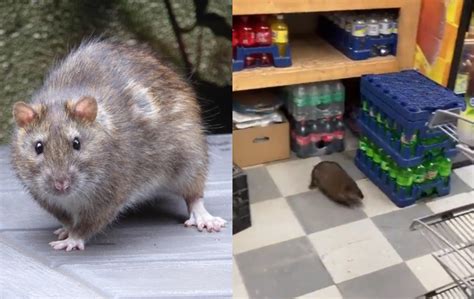 Video Captan A Rata Gigante En Supermercado De Nueva York Eua