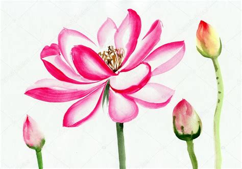 Lotus Flower Watercolor