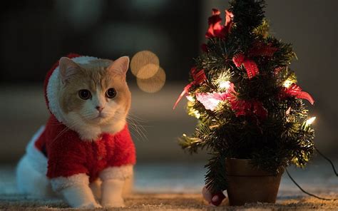 HD wallpaper: orange tabby cat, animals, Christmas Tree, Santa costume ...