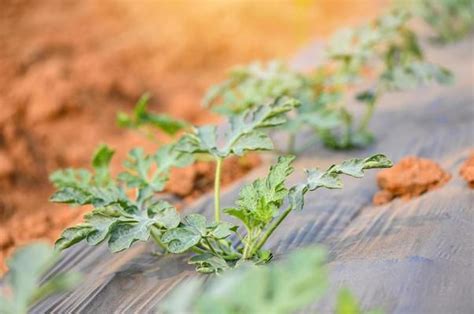 Watermelon Plant Stock Photos, Images and Backgrounds for Free Download