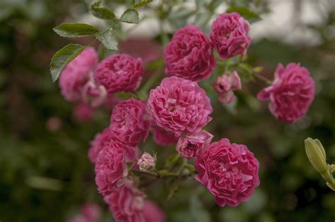 Fondos de pantalla naturaleza Rosa flor rosado flora pétalo