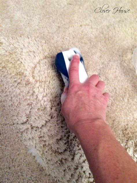 Remove Pet Stains From Carpet For Good By Making This Simple Solution