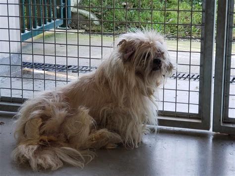 Adoption de Mily qcn réservée Indéfinie chien lhassa apso région