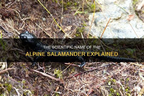 The Scientific Name Of The Alpine Salamander Explained PetShun