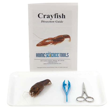 Crayfish Dissection.docx - Name s Date Class Period Crayfish ... - Worksheets Library