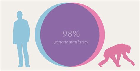 This Venn Diagram Shows Just How Similar Chimps And Humans Are