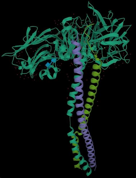 Instructions: Laminin protein information - BioLamina