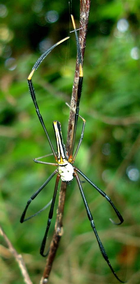 Nature-In general: Spiders-1
