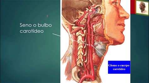 Tri Ngulo Y Conducto Carotideo Prof Dr Marcelino Br Tez Cabrera