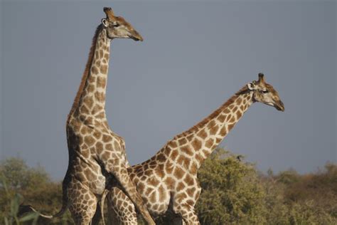 10 Fun Facts About Giraffes