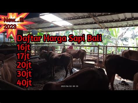 Harga Sapi Kurban Terkini Sapi Madura Sapi Kurban Sapi Sehat Sapi