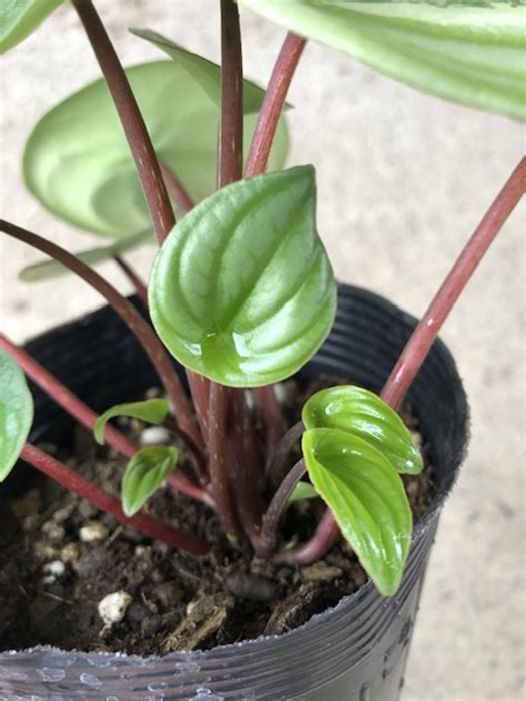 Peperomia Sandersii Variegated