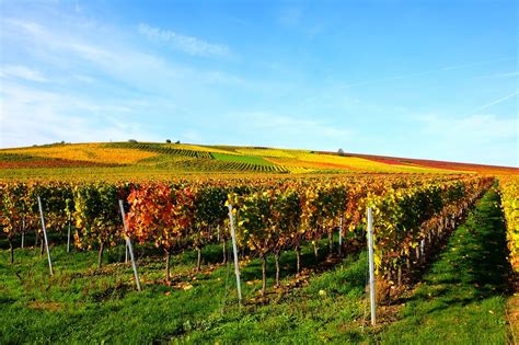 Weinberg Rebstöcke Wein Kostenloses Foto auf Pixabay Pixabay