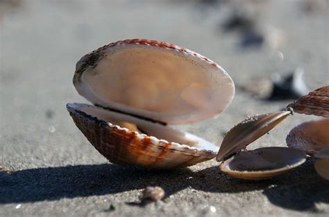 Free Images Beach Nature Sand Petal Seaside Food Seafood