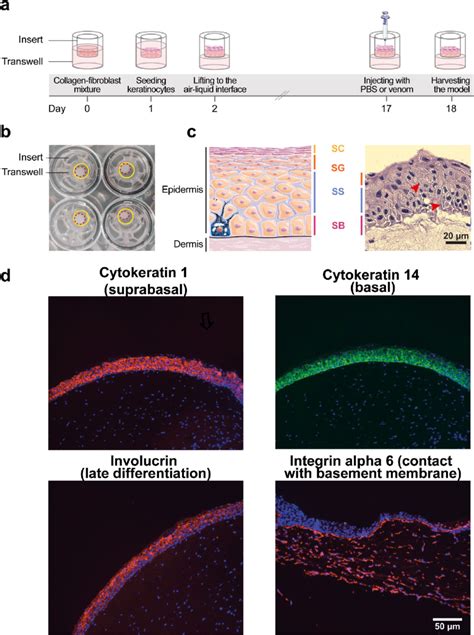 Establishing An Organotypic Model Of Human Skin A Cell Culture