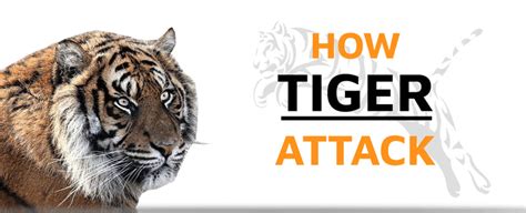 How much does a Tiger Eat? | Tiger-Universe