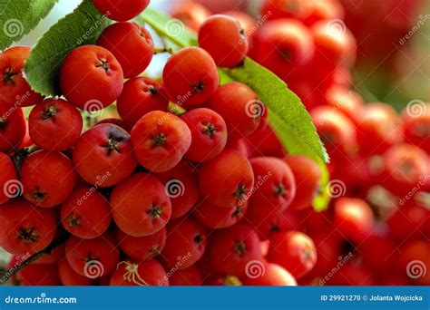 Cluster Of Red Rowanberry In The Garden Closeup Stock Photo Image