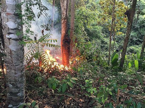 Deforestation In Brazilian Amazon Surges To 12 Year High Plataforma Media