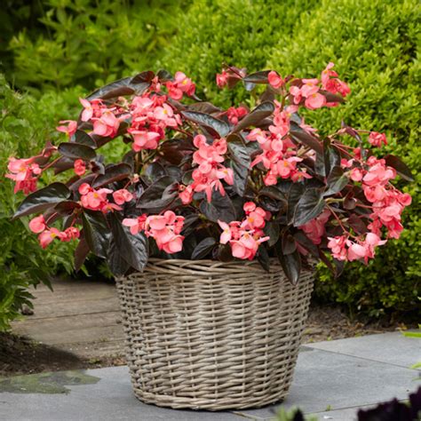 Dragon Wing Pink Bronze Leaf Begonia Vanstone Nurseries