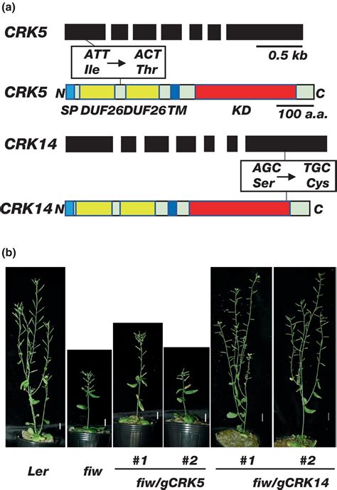 The Crk Gene Encoding A Cysteinerich Receptorlike Kinase Is