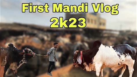 My First Mandi Vlog Yousuf Goth Baldiya Town Karachi Vlog